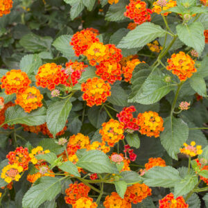 lantana