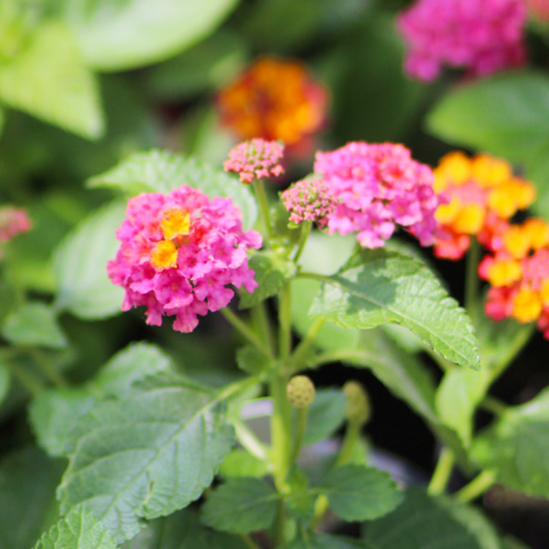 pink lantana