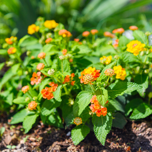 lantana in flowerbed