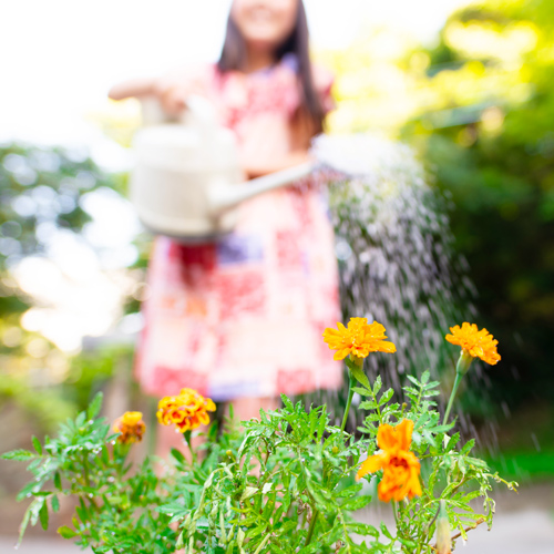 watering plants