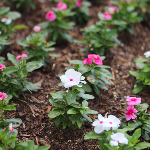 cora vinca in garden