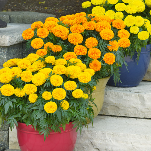 marigolds in pots