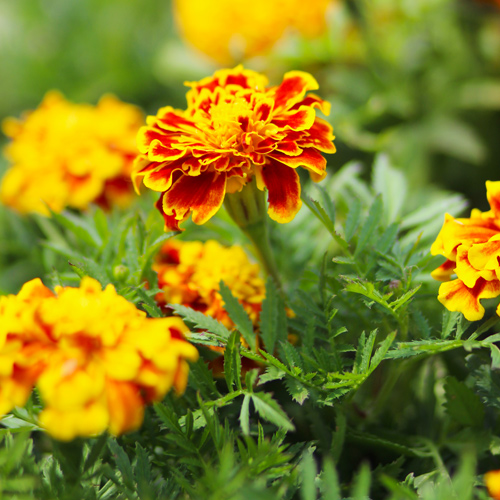 yellow and red marigolds