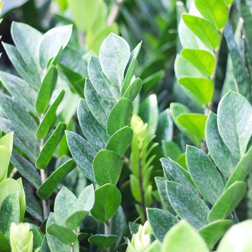  Zamioculas Zamiifolia for Summer Indoor Houseplant | Calloway's Nursery