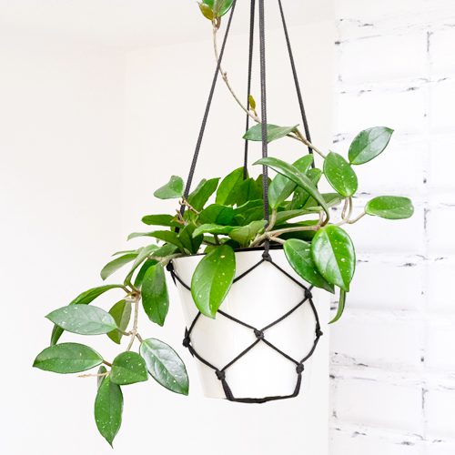 Hoya for Summer Indoor Houseplant | Calloway's Nursery