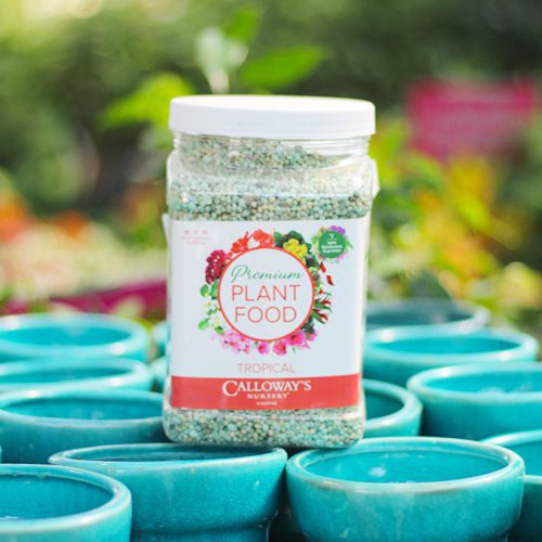 Calloway’s Premium Tropical Plant Food for Summer Indoor Houseplant | Calloway's Nursery