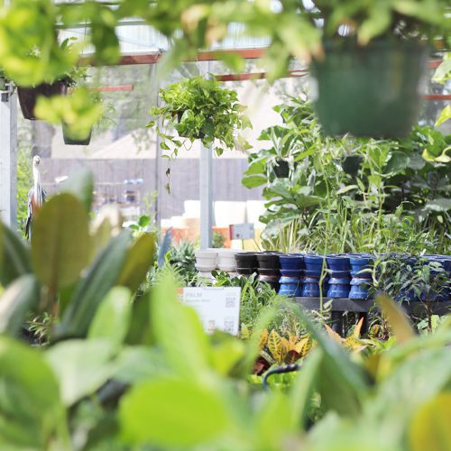 Summer Indoor Houseplants | Calloway's Nursery