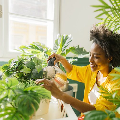 Woman Watering Houseplants | Calloway's Nursery