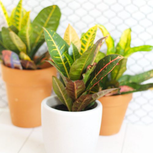 Petra Croton Houseplant for Summer Season | Calloway's Nursery
