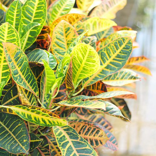 Petra Croton Leaves for Indoor Houseplants | Calloway's Nursery