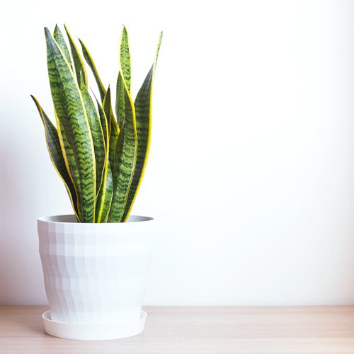 Sansieveria for Summer Indoor Houseplant | Calloway's Nursery