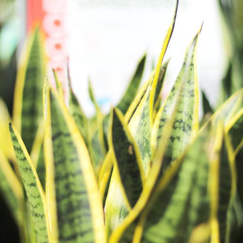 Snake Plant for Summer Indoor Houseplant | Calloway's Nursery