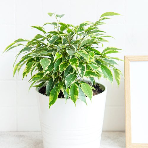 ficus benjamina
