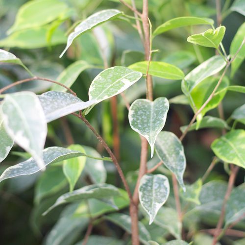 Ficus Benjamina Braided for Summer Indoor Houseplant | Calloway's Nursery
