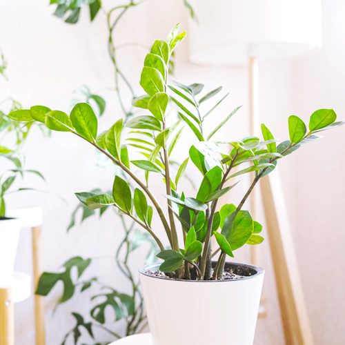  Zamioculas Zamiifolia for Summer Indoor Houseplant | Calloway's Nursery