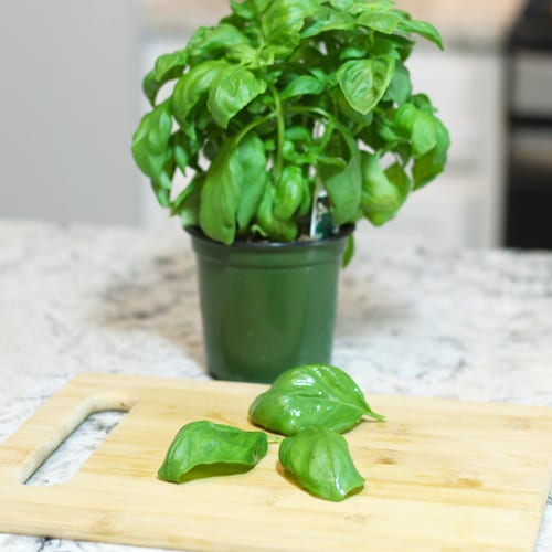 basil