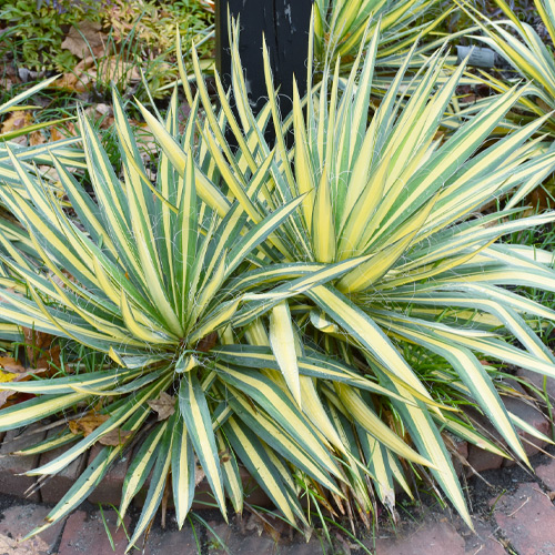 yucca