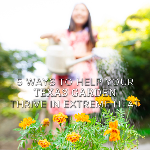 5 ways to help your garden thrive in extreme heat