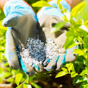 plant food