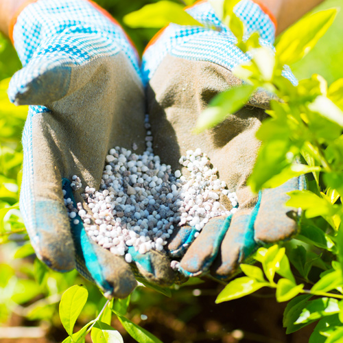 plant food