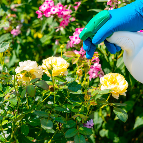 spraying for pests