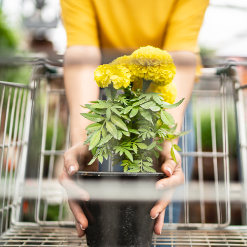 shopping for plants