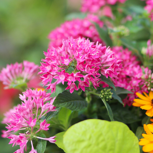 pentas