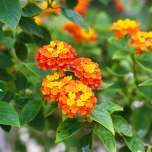 lantana