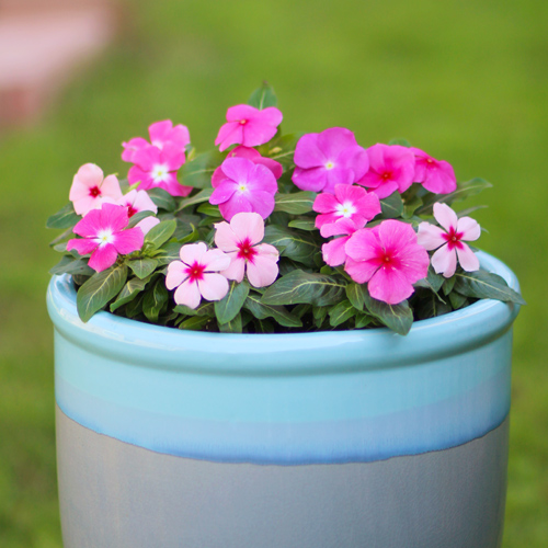 cora vinca