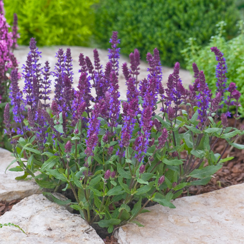 salvia