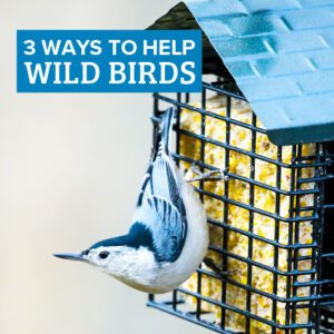 ways to help wild birds