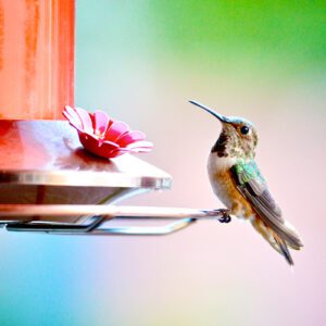 hummingbird on feeder