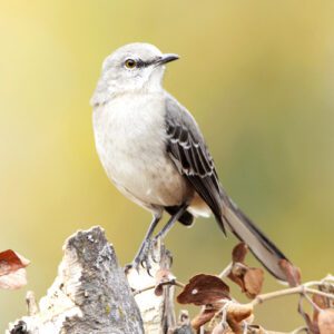 wild bird