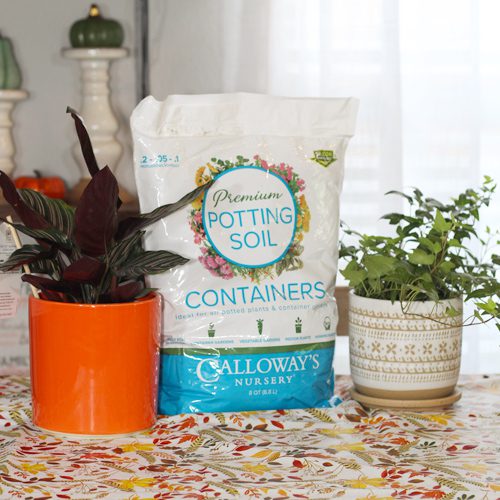 Calloway’s Premium Potting Soil for Thanksgiving-Inspired Planter Ideas for Indoors | Calloway's Nursery