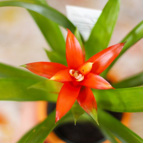 Bromeliads Flower Plant for Thanksgiving-Inspired Planter Ideas | Calloway's Nursery