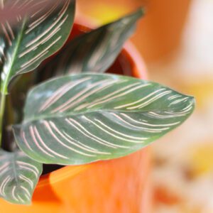 calathea
