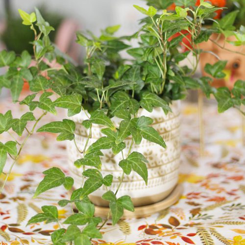 Ivy Plant for Thanksgiving-Inspired Planter Ideas | Calloway's Nursery