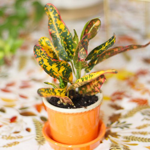 Croton Plant for Thanksgiving-Inspired Planter Ideas | Calloway's Nursery