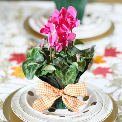cyclamen in foil wrap