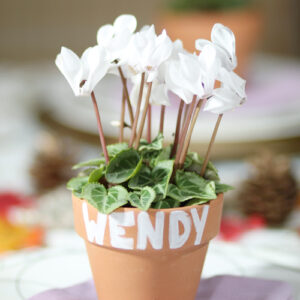white cyclamen