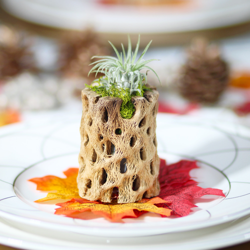 Garden-inspired decor with air plants