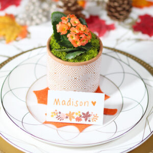 kalanchoe