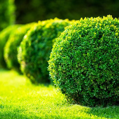 boxwood