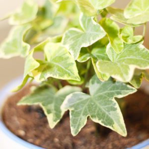 hedera ivy
