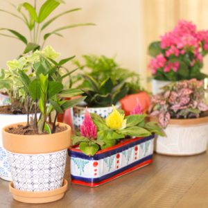 easy indoor plants