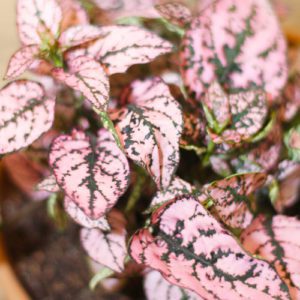 splash plant