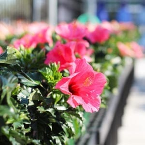 hibiscus