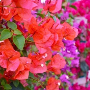 Bougainvillea