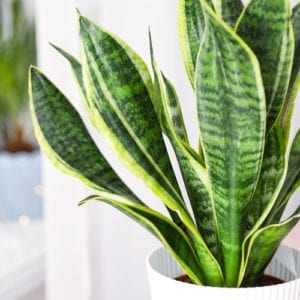 sansieveria plant