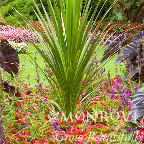 dracena spike